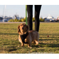 Marche du harnais de chien en mailles respirantes pour les chiots